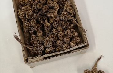 decori natale