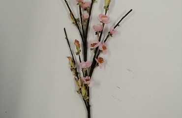 PASQUA