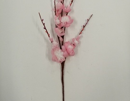 PASQUA